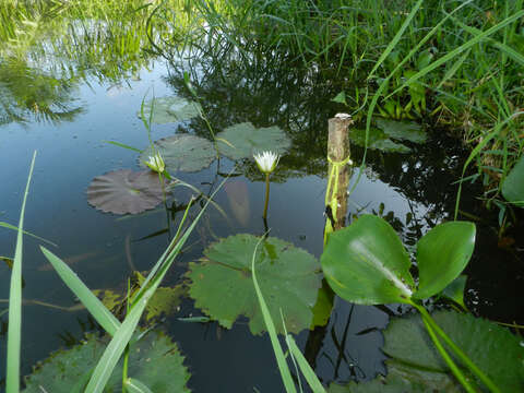 Image of waterlily