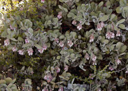 Image de Arctostaphylos canescens subsp. canescens