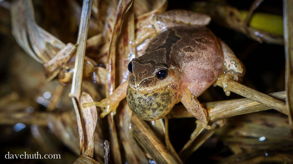 Pseudacris crucifer (Wied-Neuwied 1838) resmi