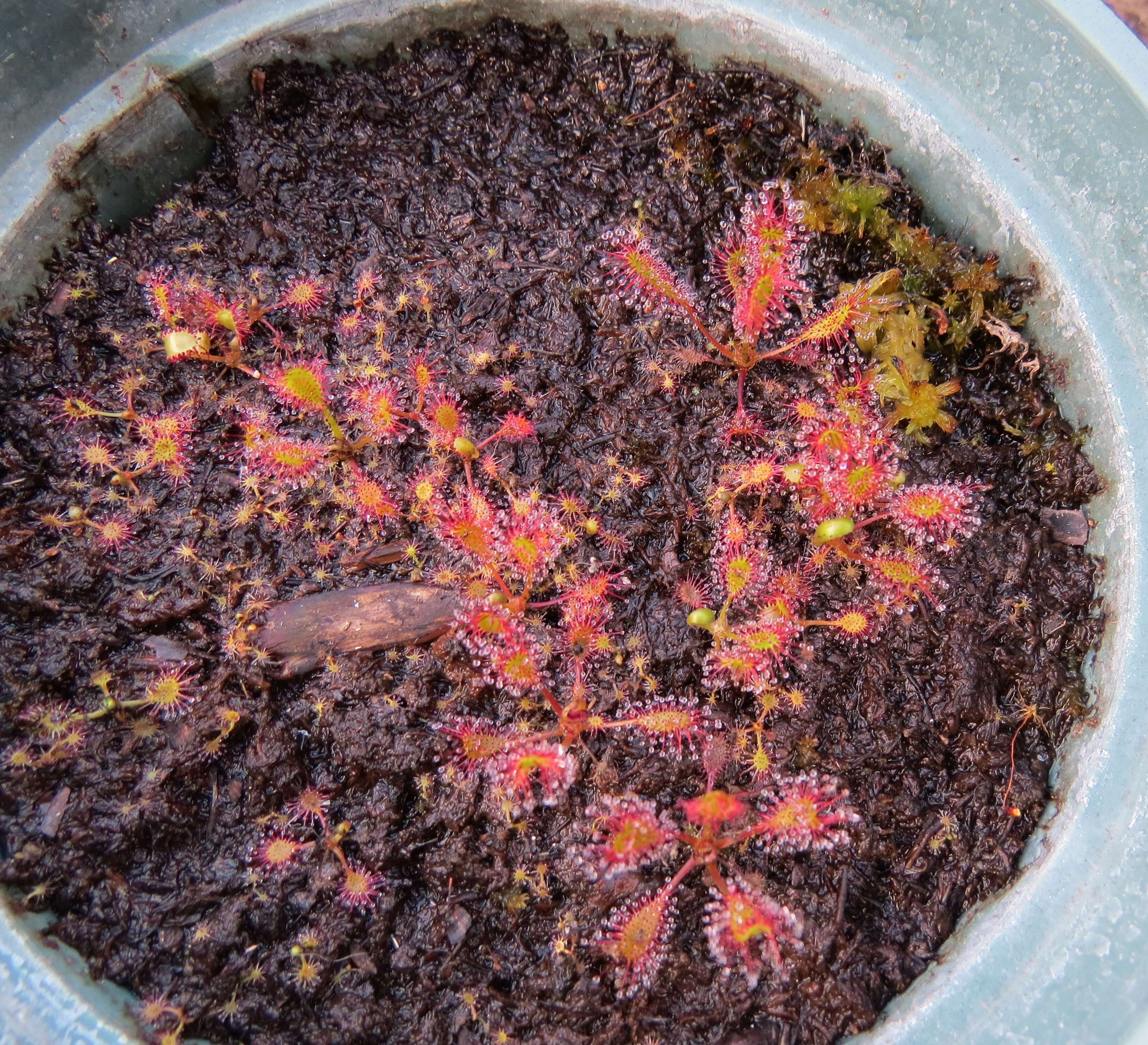 صورة Drosera anglica Huds.