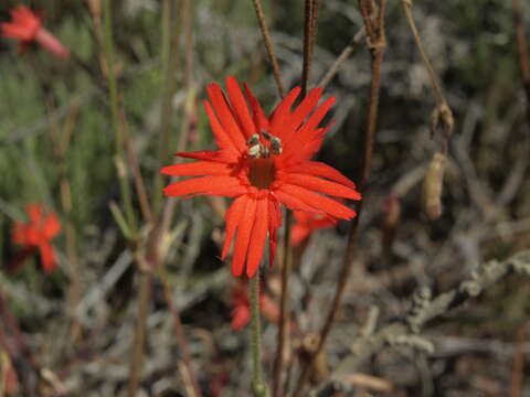 Image of cardinal catchfly