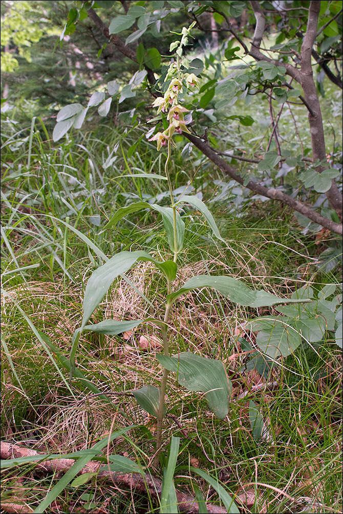 Image of Helleborine