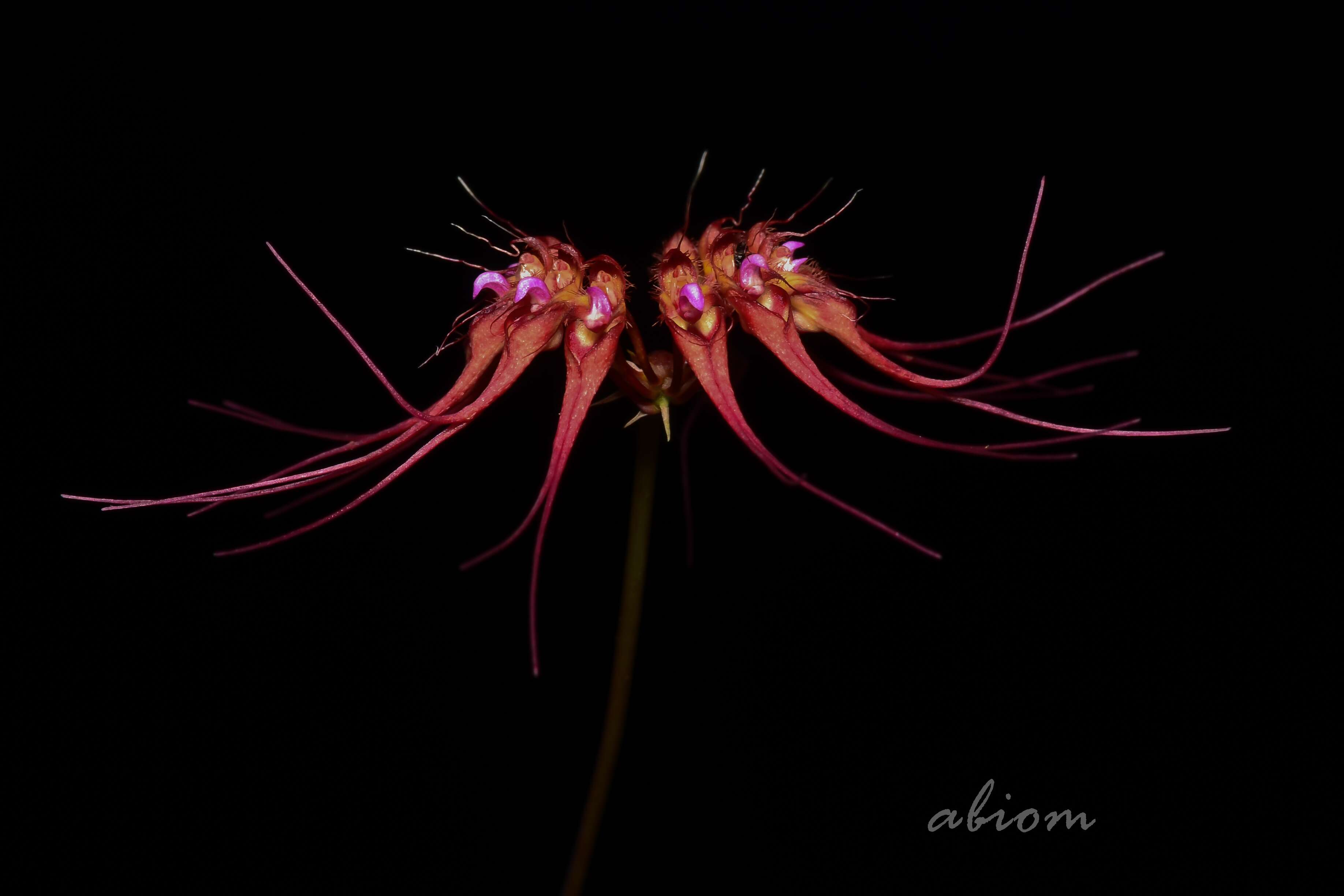 Image of Wispy umbrella orchid