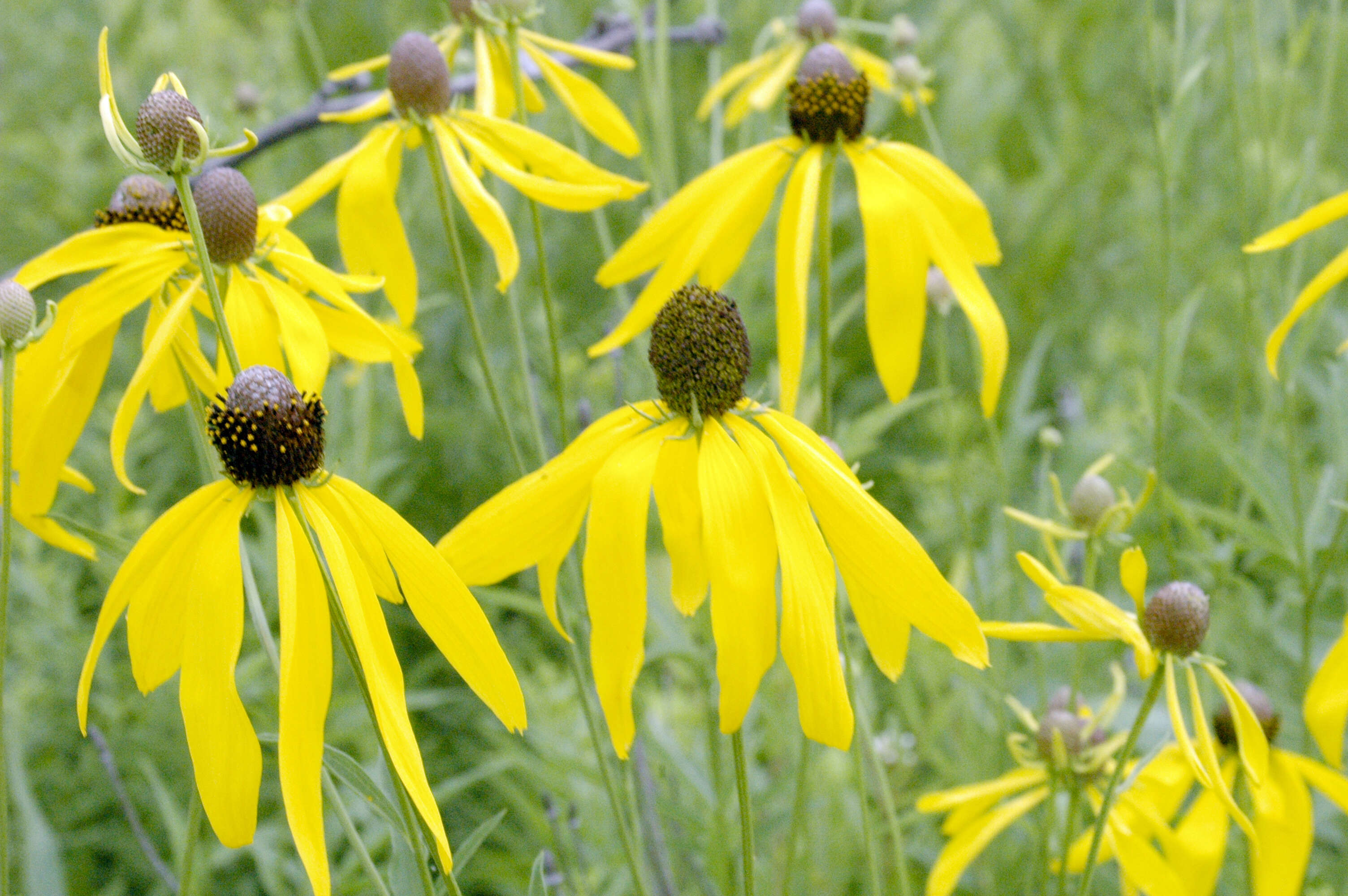 Image of pinnate prairie coneflower