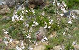 Asphodelus aestivus Brot. resmi