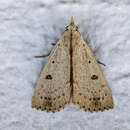Image of Dead-wood Borer Moth