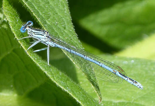 Image of Platycnemis Burmeister 1839