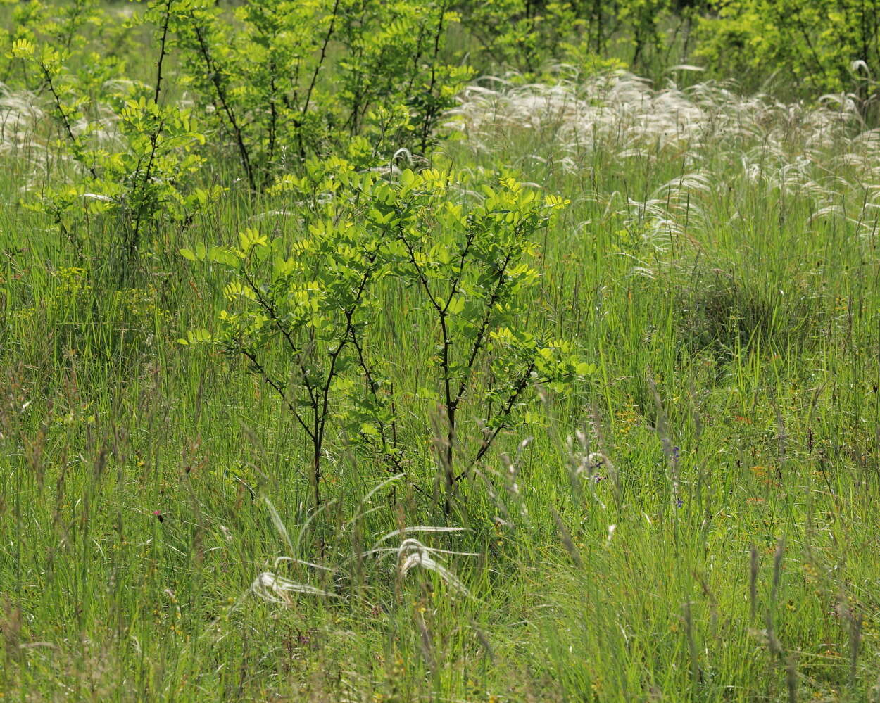 Imagem de Stipa pennata L.