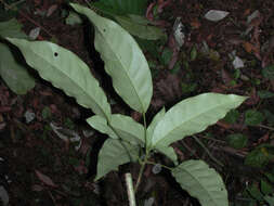 Image of Capparidastrum frondosum (Jacq.) Cornejo & Iltis