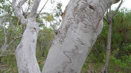 Image of scribbly gum