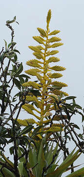 Image of Tillandsia oerstediana L. B. Sm.