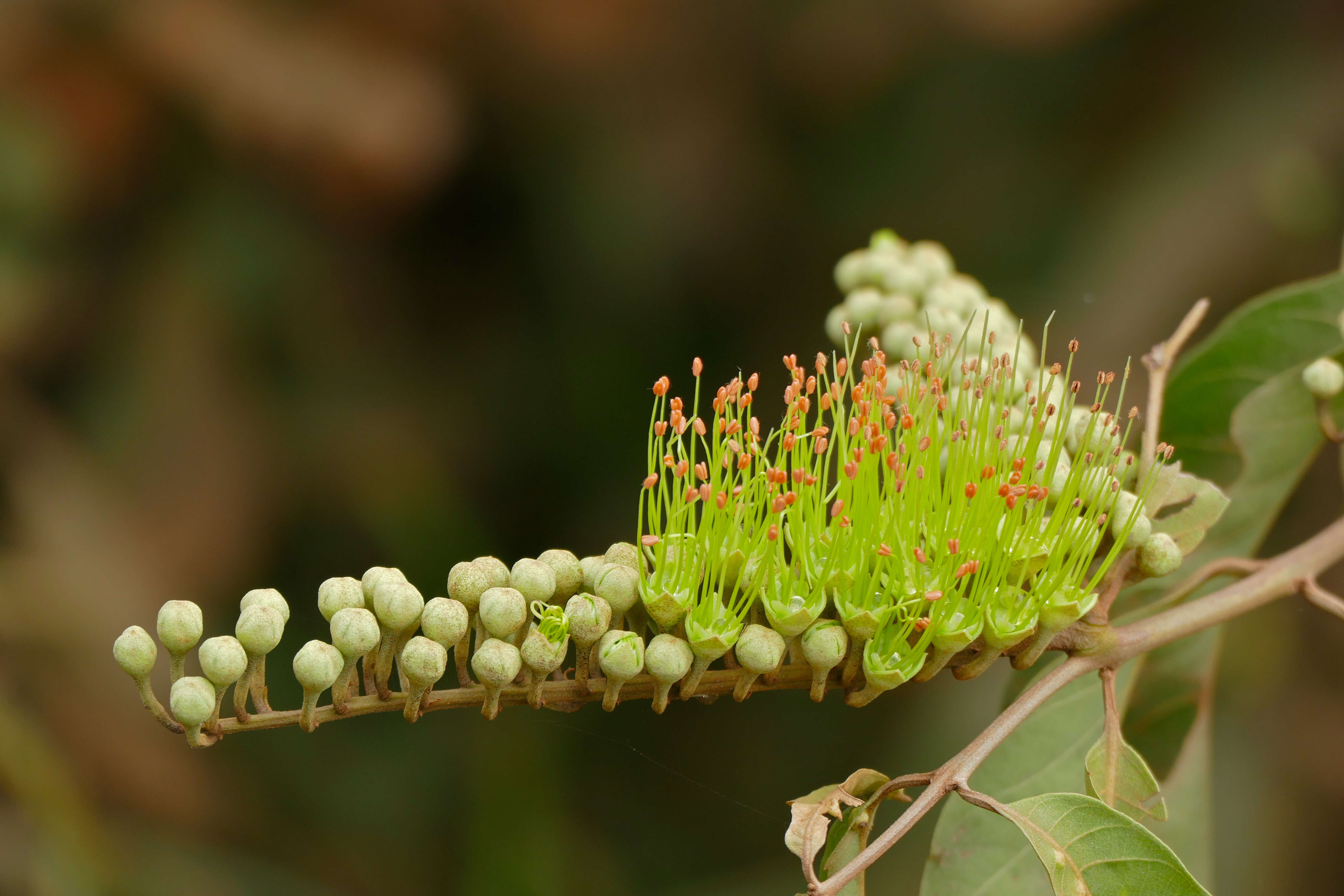 Image of Combretum lanceolatum Pohl ex Eichl.