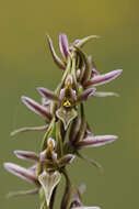 Image of Leek orchids