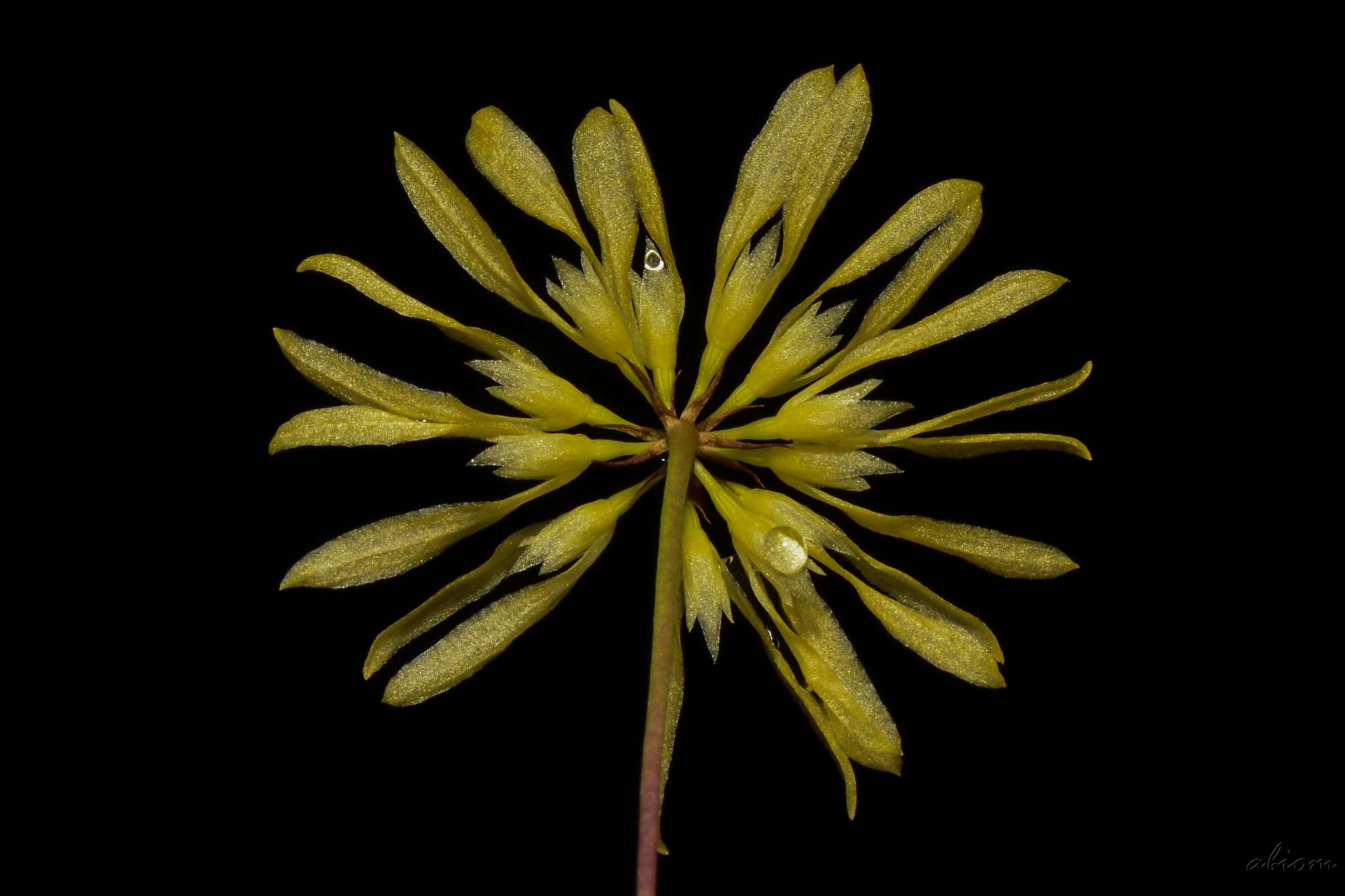 Image of Bulbophyllum purpurascens Teijsm. & Binn.