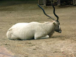 Image of Addax