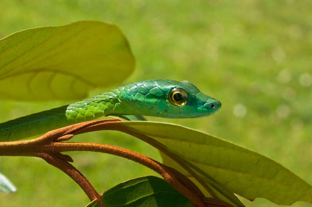 Image of Irregular Green Snake