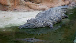 Image of crocodiles