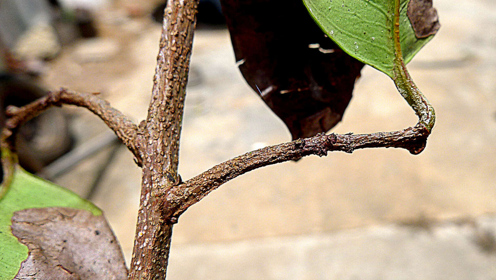 Tontelea mauritioides (A. C. Sm.) A. C. Sm.的圖片