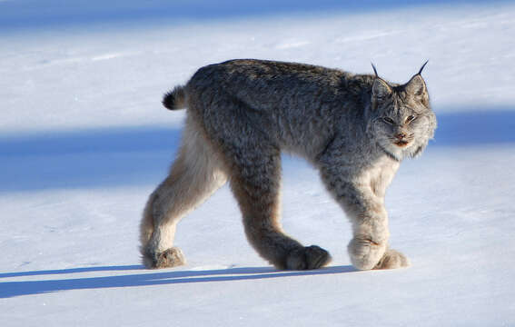 Image of Mexican bobcat