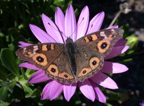 Image of Meadow Argus