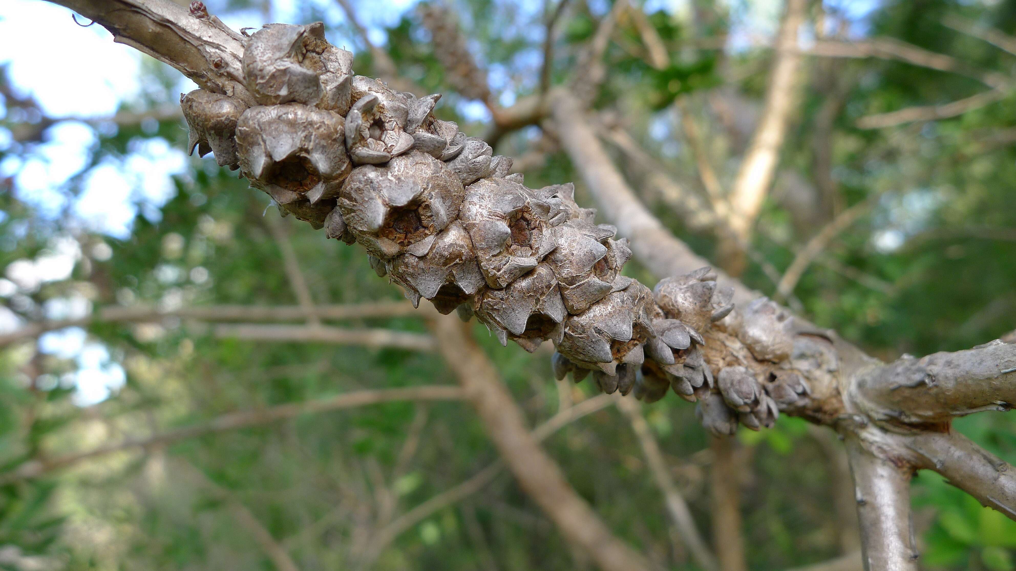 صورة Melaleuca hypericifolia Sm.