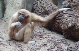 Image de Gibbon Lar