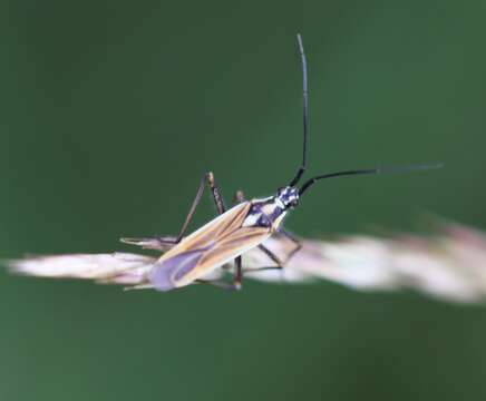 Image of Meadow Plant Bug