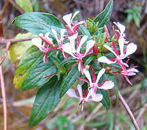 Image of Lopezia miniata subsp. paniculata (Seemann) Plitmann, Raven & Breedlove