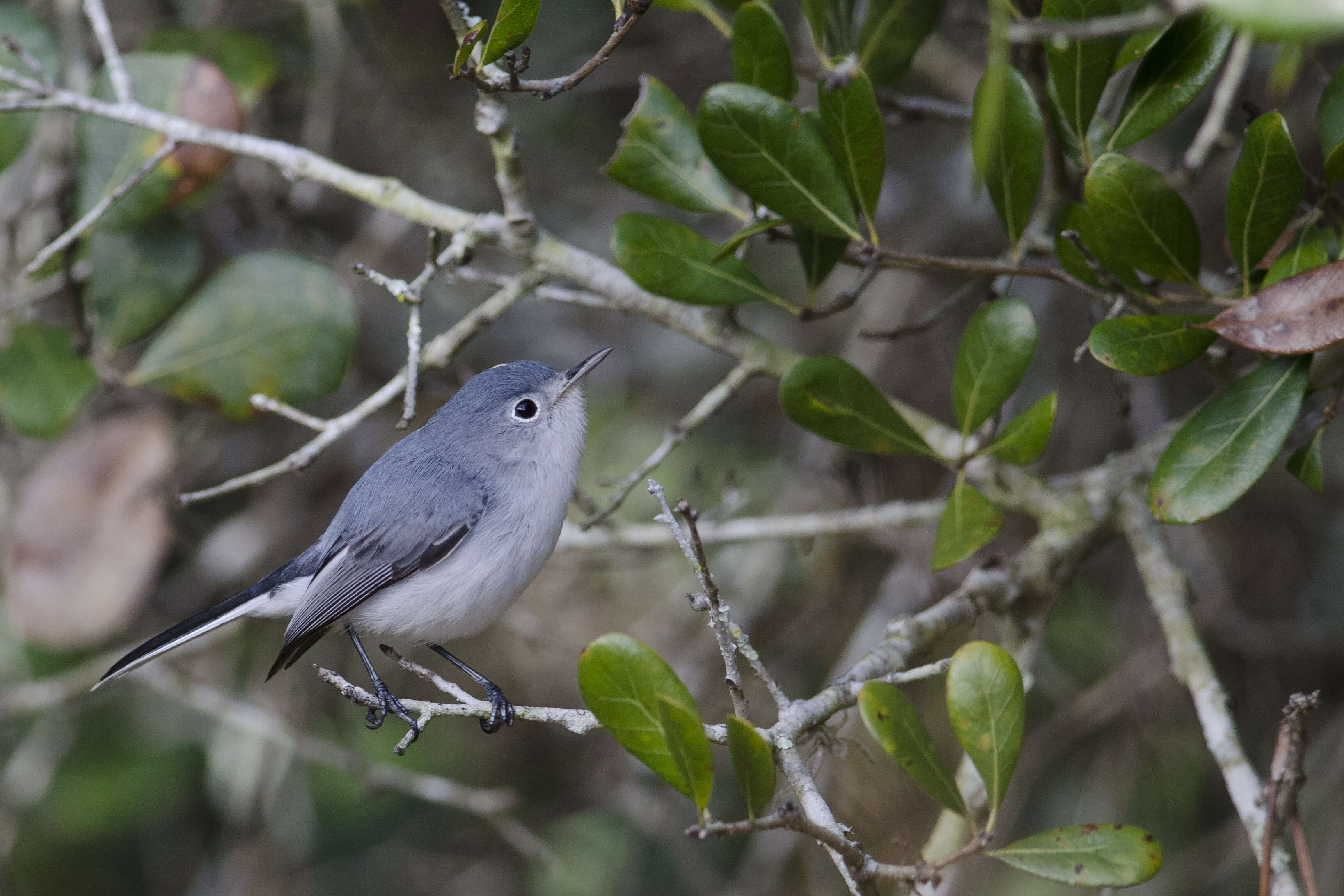 Image of gnatcatchers