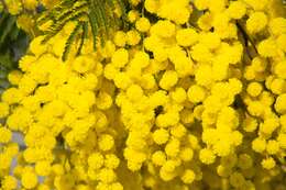 Image of Silver Wattle