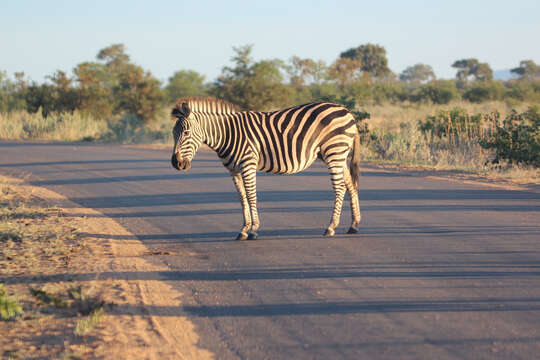 Image of Burchell's zebra