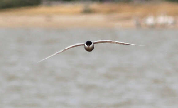 Image of Whiskered Tern