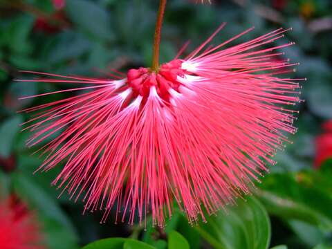 Imagem de Calliandra tergemina var. emarginata (Willd.) Barneby