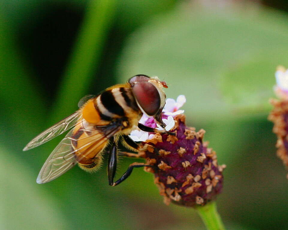 صورة Palpada agrorum (Fabricius 1787)