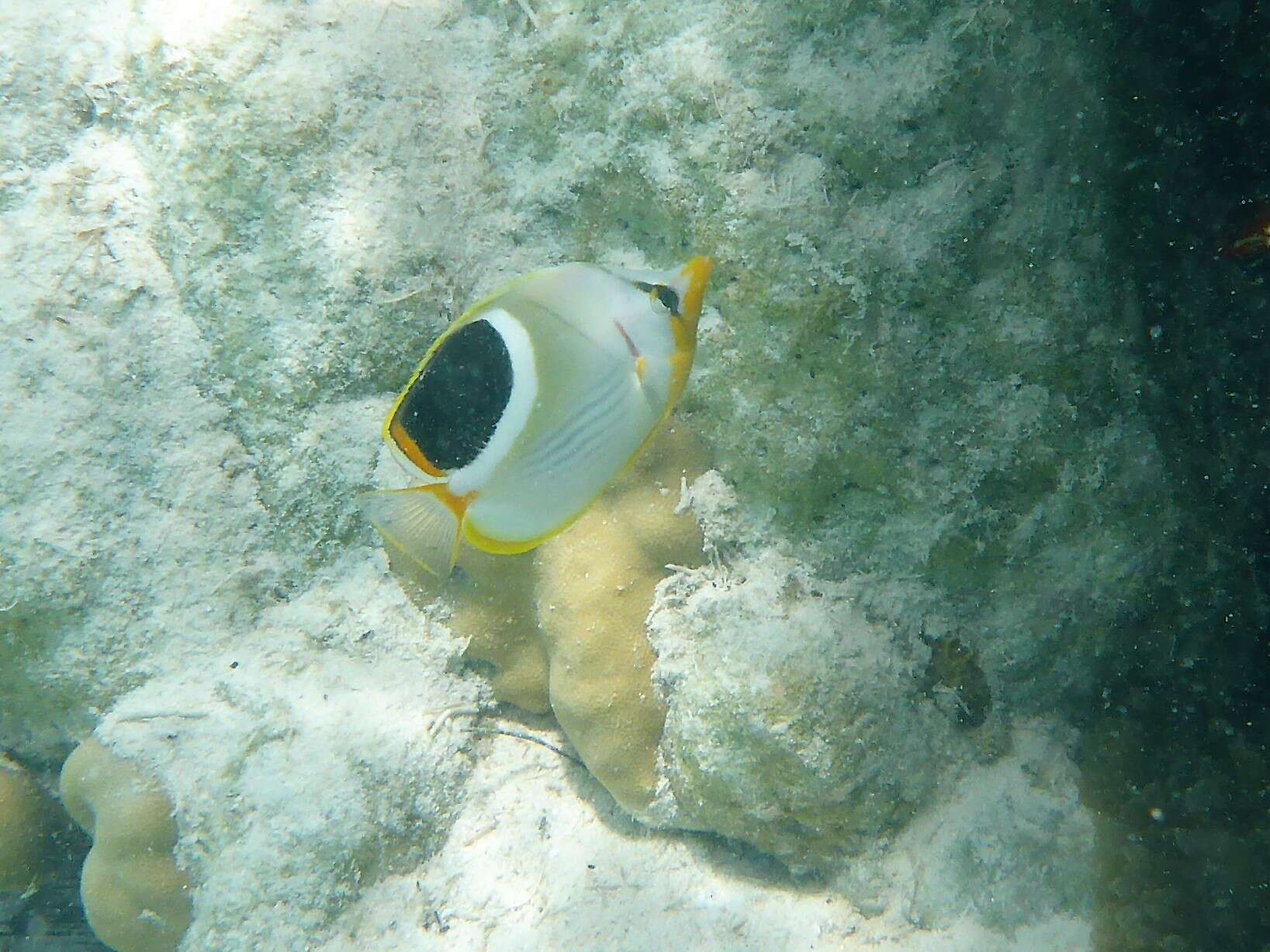 Image of Blackblotch Butterflyfish