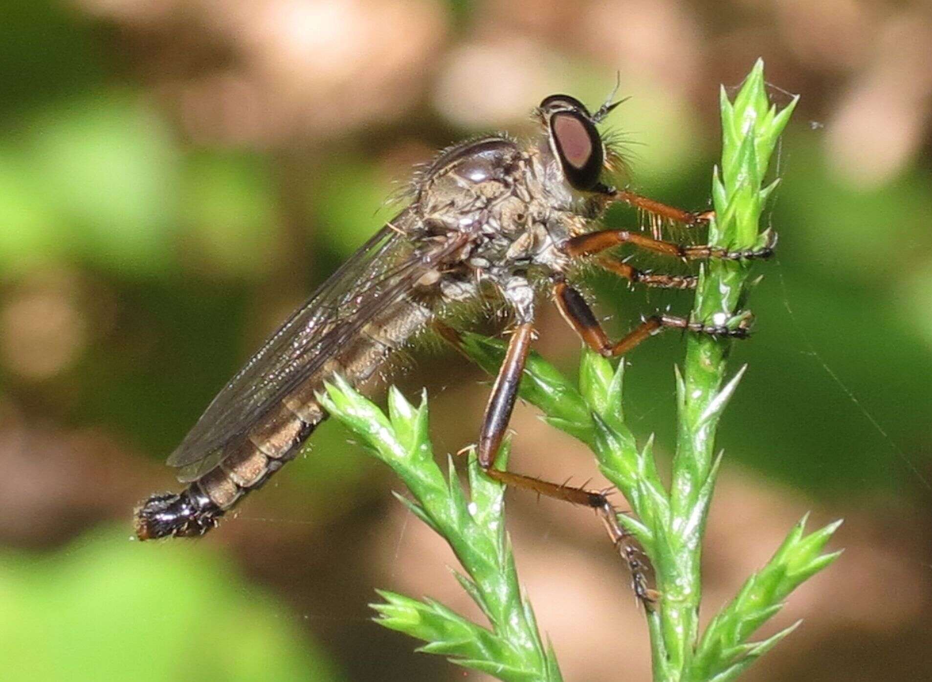 Image of Neomochtherus