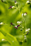 Image of Leiberg's Rosette Grass