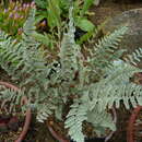 Image of Eaton's lipfern