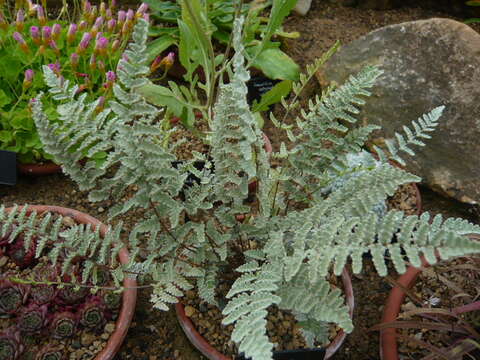 Image of Eaton's lipfern