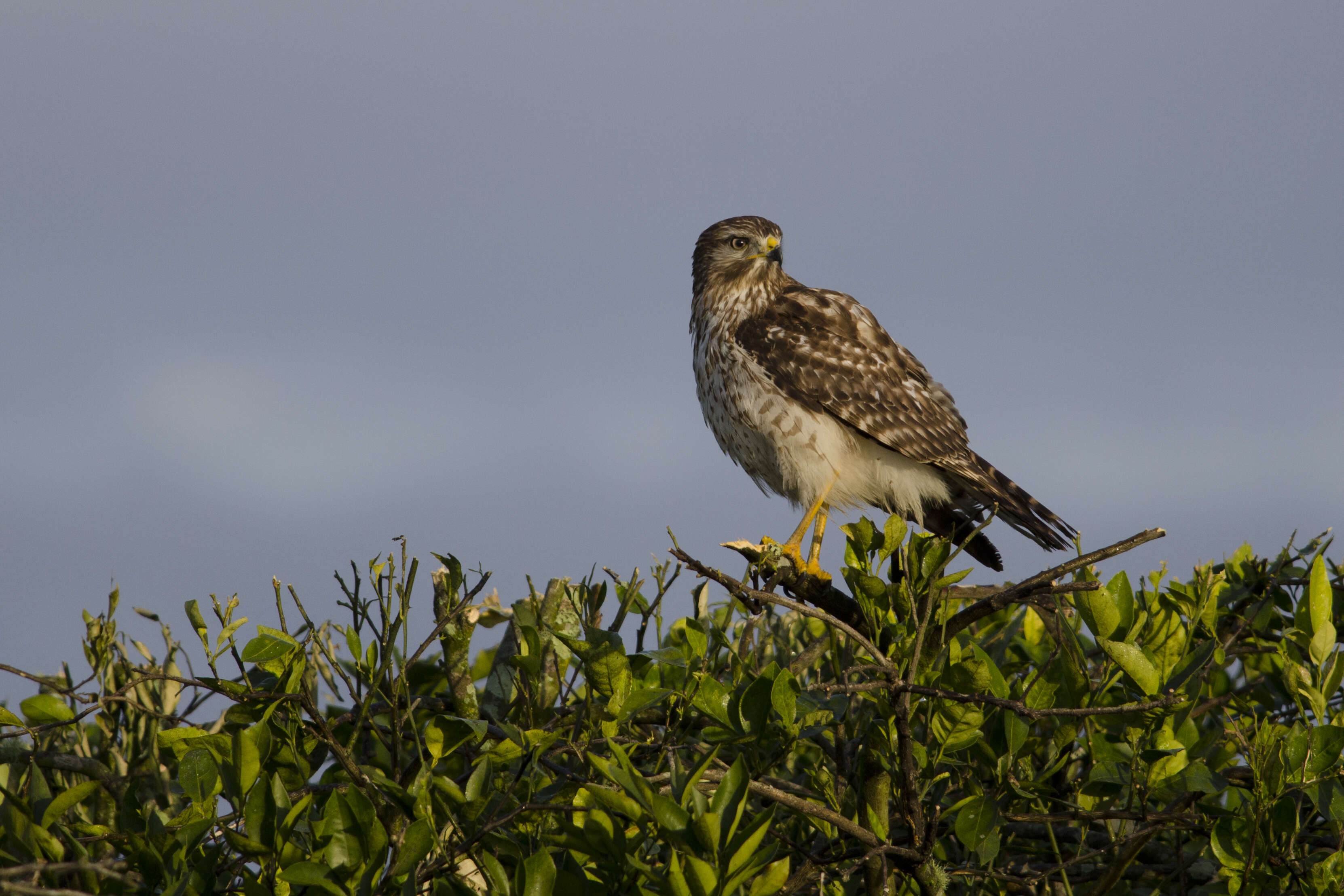 Image of Buteo Lacépède 1799