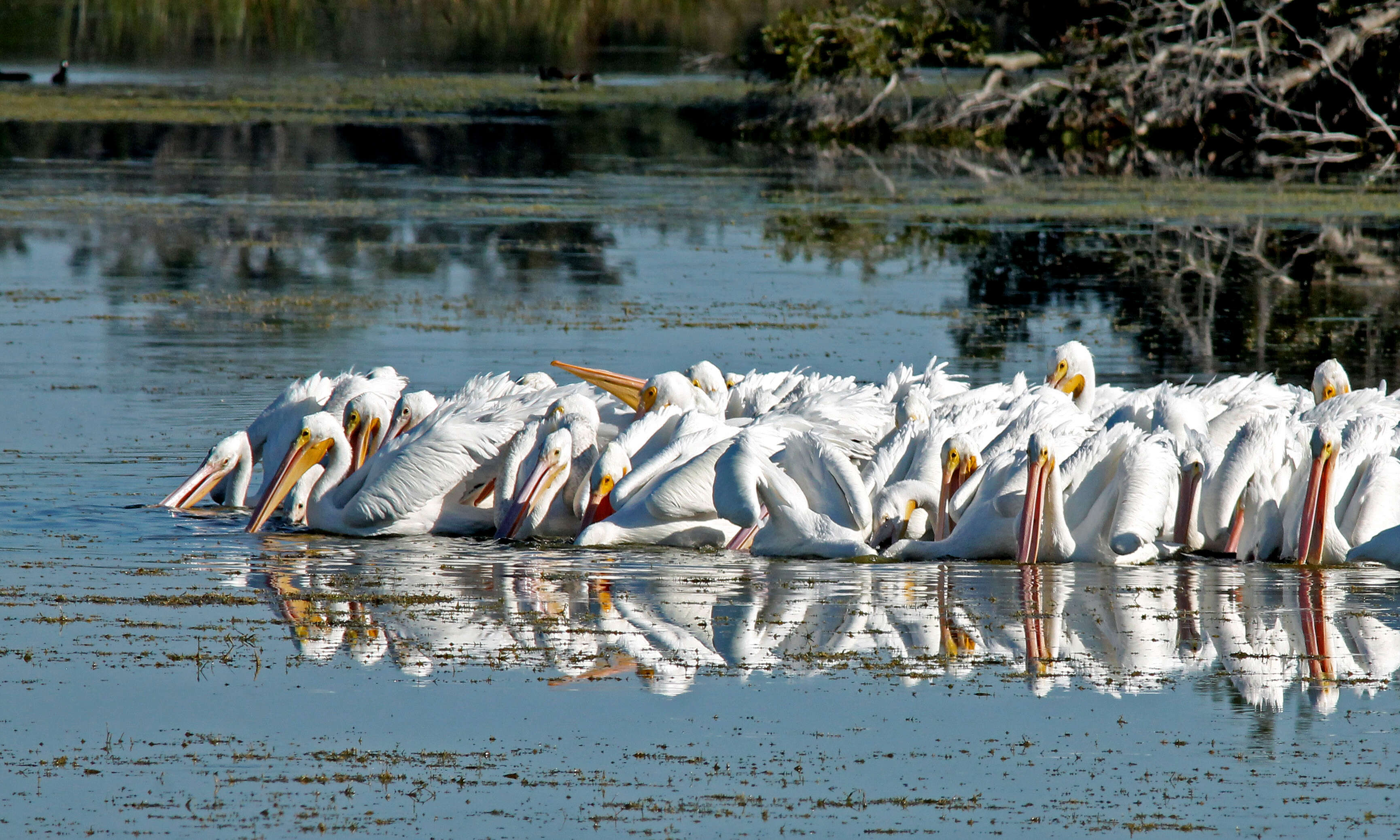 Image of pelicans