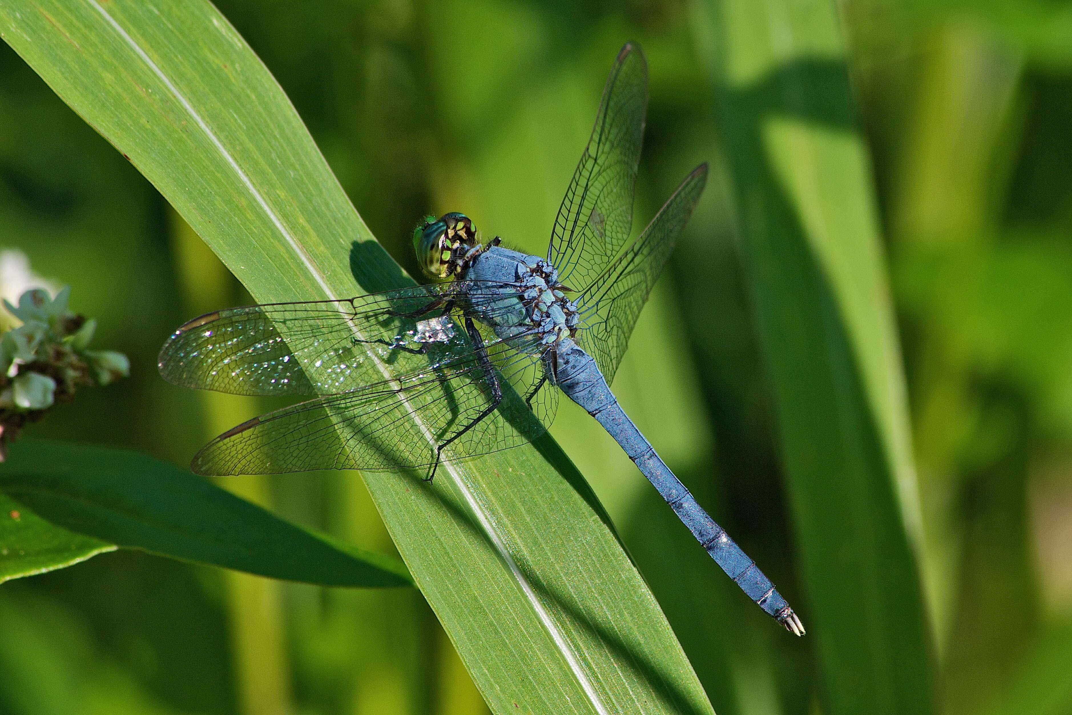 Imagem de Erythemis simplicicollis (Say 1840)