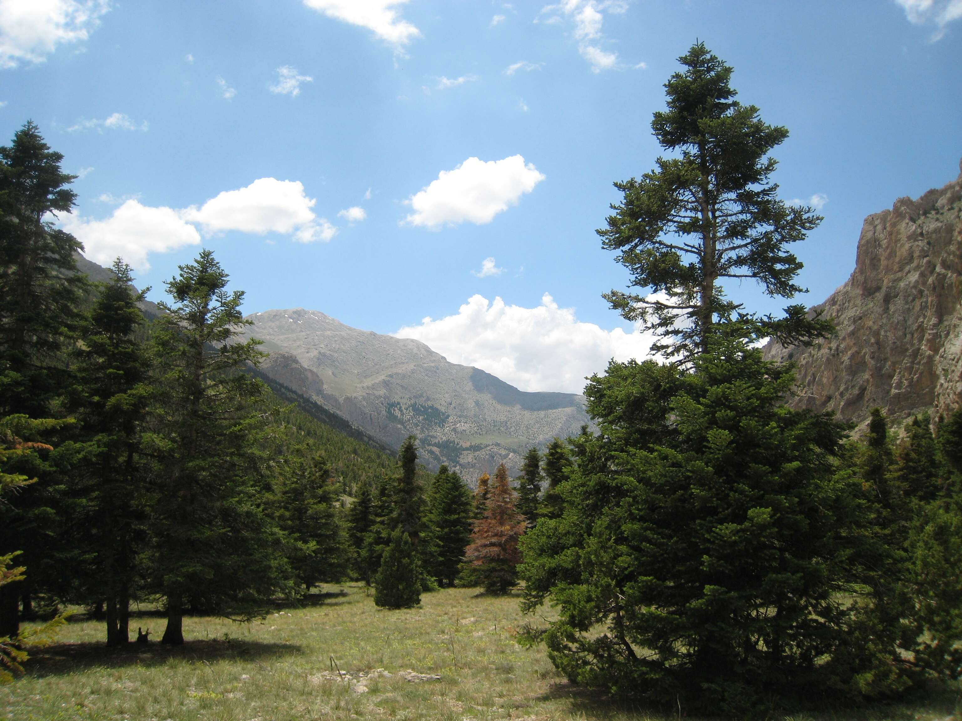 Imagem de Abies cilicica (Antoine & Kotschy) Carrière