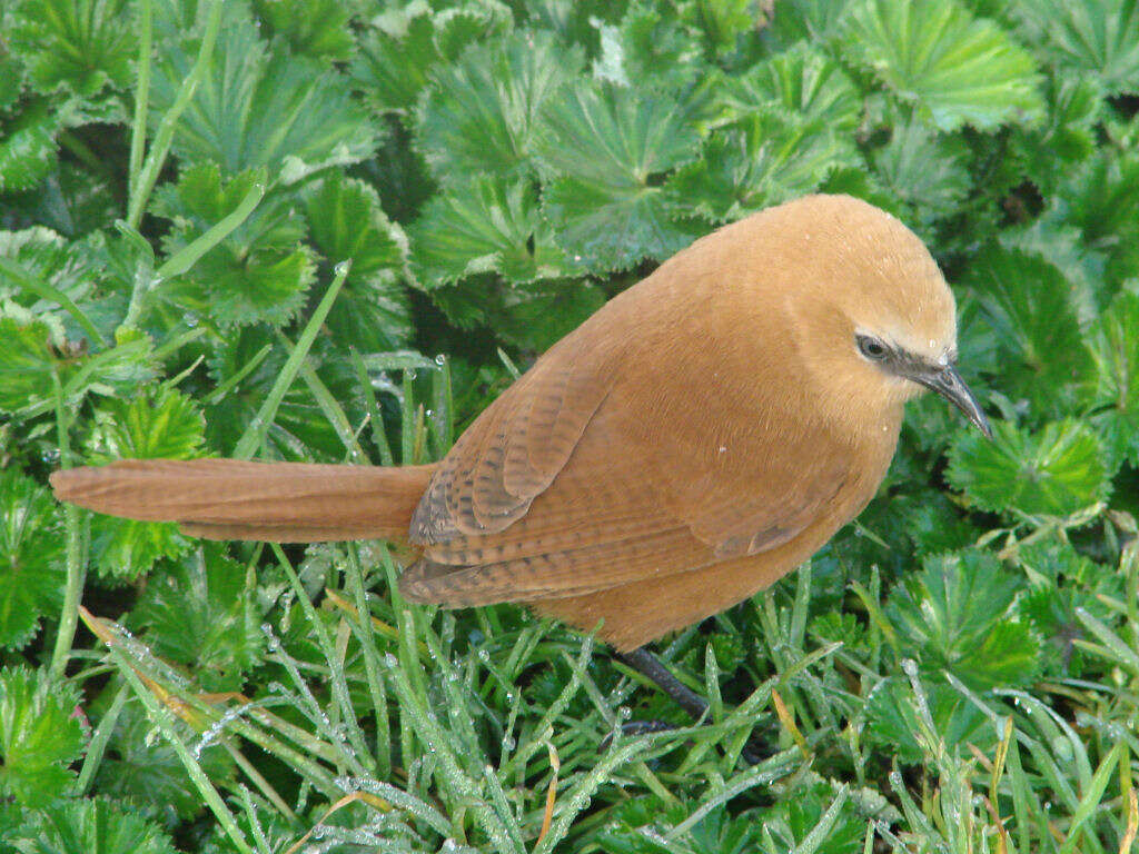 Image of Rufous Wren