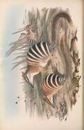 Myrmecobiidae Waterhouse 1841的圖片