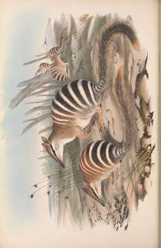 Myrmecobius Waterhouse 1836的圖片