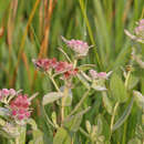 Imagem de Pluchea baccharis (Mill.) Pruski