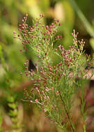 Image of rock rose family