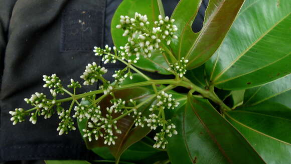 Image of Miconia cinnamomifolia (DC.) Naud.