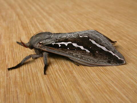 Image of Labyrinthine Ghost Moth